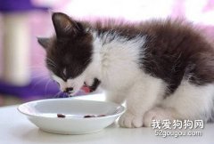 貓咪的飲食習慣受到嗅覺的影響