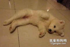 哪些情況可能導致狗狗腹瀉？