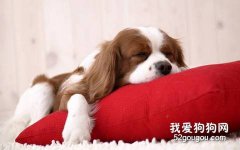 如何讓狗狗乖乖的在家
