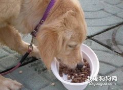 造成狗狗食欲不振的三個原因