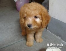 哪些情況不能給狗狗洗澡？
