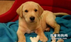 狗狗總是亂吃東西怎么辦？