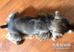 讓雪納瑞犬抵抗食物過敏的方法