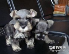 治療雪納瑞犬的風濕病