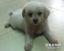 如何訓練狗狗趴下？