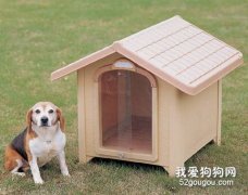 室外養狗狗要注意什么？
