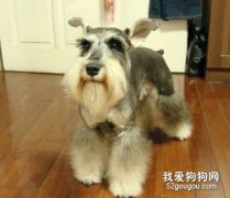雪納瑞各種皮膚病的詳解