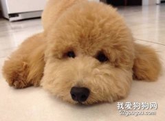 從貴賓犬眼屎看疾病
