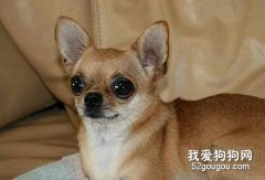 吉娃娃長胖可能是體內有蟲