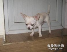夏季吉娃娃皮膚病的預防