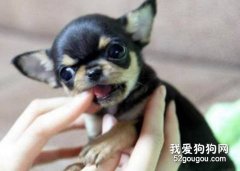 喂生病的吉娃娃吃藥