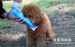 小貴賓猛喝水的原因