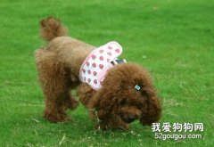 貴賓犬被毛經常出現的問題