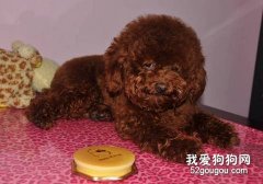 貴賓犬呼吸道梗阻的檢查