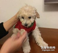為什么給貴賓犬注射疫苗?