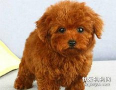 貴賓犬打嗝的分析和治療