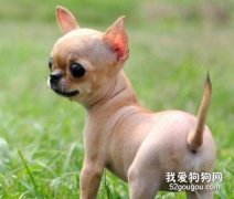 吉娃娃焦慮綜合癥怎么治療？