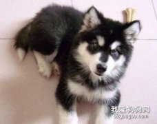 從阿拉斯加的體味判斷其健康狀況
