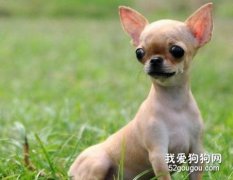 合理預防吉娃娃的夏季疾病