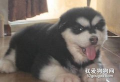 阿拉斯加犬咳嗽怎么辦？
