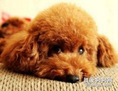 貴賓犬肉毒梭菌中毒癥應該如何治療?