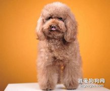 寵物專家教你判斷貴賓犬的健康與否