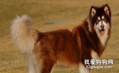 阿拉斯加雪橇犬常見的皮膚疾病有哪些？