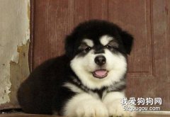 怎么讓阿拉斯加乖乖地吃藥？