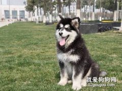 訓練阿拉斯加有什么好處？