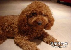 防止貴賓犬得上腎結石