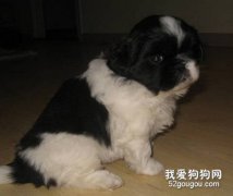 蝴蝶犬得病應該如何治療？