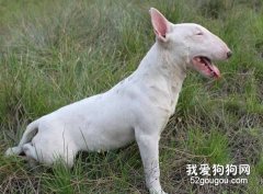 牛頭梗患櫻桃眼的癥狀及治療