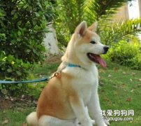 預防秋田犬身上長虱子