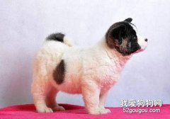 如何在家就為秋田犬檢查身體？