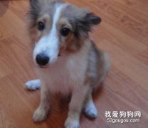 了解喜樂蒂牧羊犬的牙病