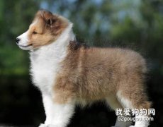 預防喜樂蒂牧羊犬的遺傳病危害