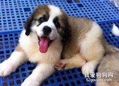 造成圣伯納嘔吐的真正原因