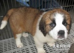 圣伯納犬接種疫苗注意事項