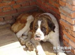 圣伯納即將生病有什么征兆呢？