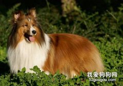 警惕喜樂蒂犬的寄生蟲病