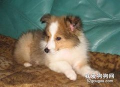 注意謹防喜樂蒂牧羊犬得了抑郁癥