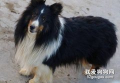 喜樂蒂髖關節發育不良的病因和治療措施
