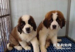 怎么預防圣伯納得抑郁癥？