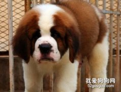 如何和應對圣伯納的過敏情況？