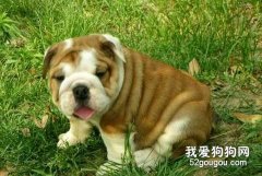 沙皮狗中暑怎么辦？