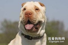怎么治療和預防沙皮狗的鼻炎？