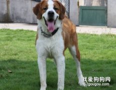 圣伯納犬的舌頭顏色說明健康程度