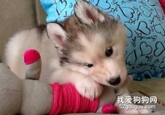 阿拉斯加感冒了怎么辦？