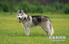 哈士奇可以長多大？