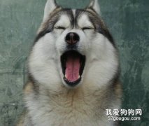 怎么讓哈士奇狼嚎？